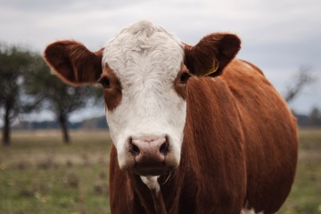 Fototapeta na wymiar portrait of cow in field