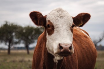portrait of a cow
