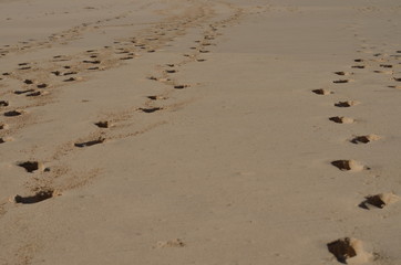 Texture background Footprints of human feet on the sand on the beach