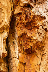 old wood texture of bark of a tree