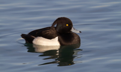 Beautiful black and white Tufted duck on the lake