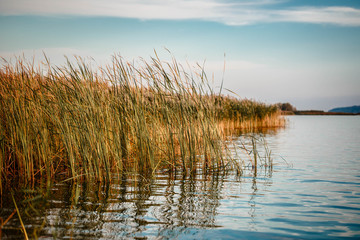 Lake with reeds at sunset