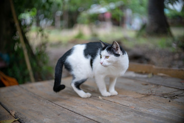 Naklejka na ściany i meble Portrait of white and black cat in the garden, close up Thai cat