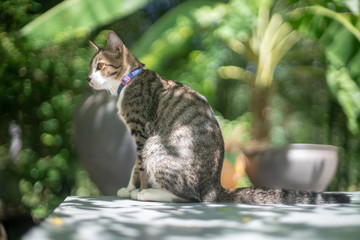 Portrait of striped cat at home, close up Thai cat 