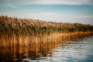 Lake with reeds at sunset