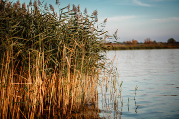Lake with reeds at sunset