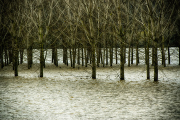 Alberi