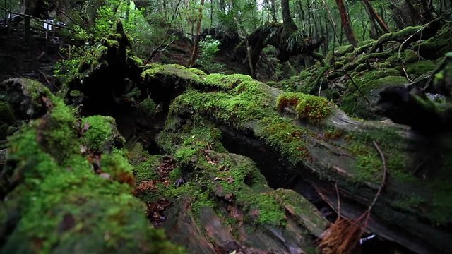 Yakushima forest, Japan