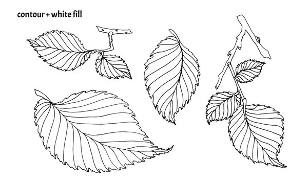 Set of hand drawn elm leaves in doodle style with black contour and white fill. Isolated nature vector illustration on white background