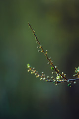 Blossoming cherry trees in spring, Spring Background. selective focus