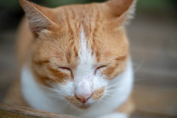 Portrait of ginger cat in the garden, close up Thai cat