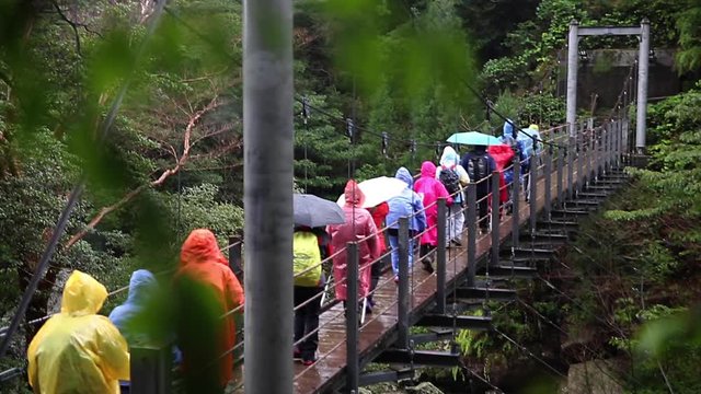 Group of hikers with big backpacks walking over bridge in Yakushima forest, Japan