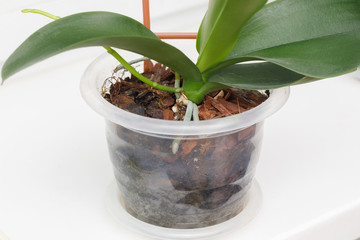 Green roots and leaves of orchid on ground in flowerpot