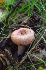 Hat of amanita in the grass under a tree beside to the moss