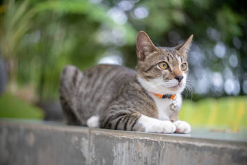 Naklejka na ściany i meble Portrait of striped cat at home, close up Thai cat 