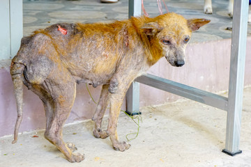 Mangy stray dogs on the street, homeless dog  