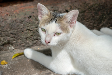 Naklejka na ściany i meble Portrait of white cat with spot on laterite background, close up Thai cat