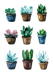 Watercolor cactus set on the white background
