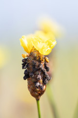 Selective focus Tall Yellow-eyed Grass in field.Blurred beautiful yellow grass flower.The Xyridaceae in field.