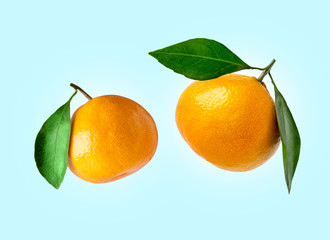 Tangerines of different shapes with leaf on a colored background isolated. Composition of a tangerines orange with leaves. Tangerines flying in the air