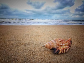 shell on the beach