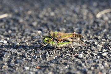 Pair grasshopper on asphalt ground, Piggyback ride