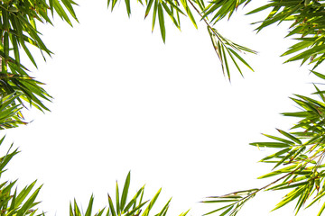 bamboo frame of green leaves