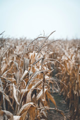 Fototapeta premium Autumn is here