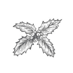 Obraz premium Hand Drawn Christmas Holly Leaves with Berries Vector Illustration. Abstract Rustic Sketch. Winter Holiday Engraving Style Drawing.