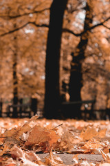 Autumn is here