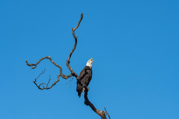 An American Bald Eagle calling out from its perch.