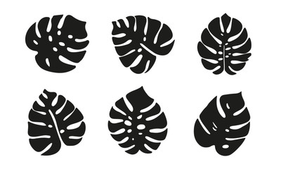 Monstera leaves set. Tropical plant leaves illustration