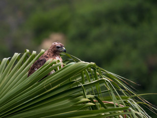 Red Tailed Hawk peering through palm trees