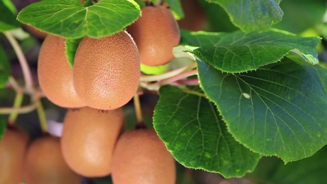 Ripe kiwifruit on branch with plantation in the background. Nagano Prefecture, Japan.