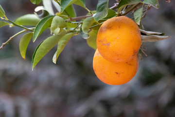 fresh oranges on the tree