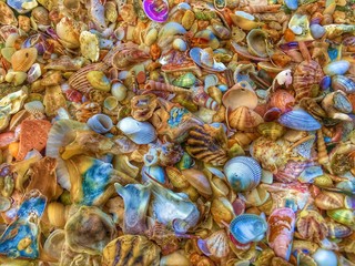 Closeup of colorful sea shells in the different shapes 