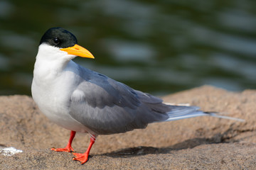 River Tern at Ranganathittu Bird Sanctuary