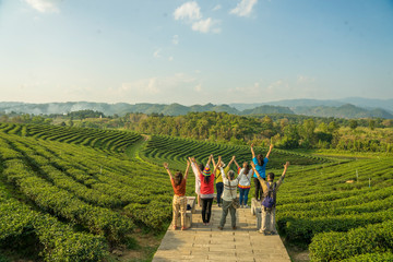 Group of fellow backpackers come to stand in the tea plantations on the hills and admire the...