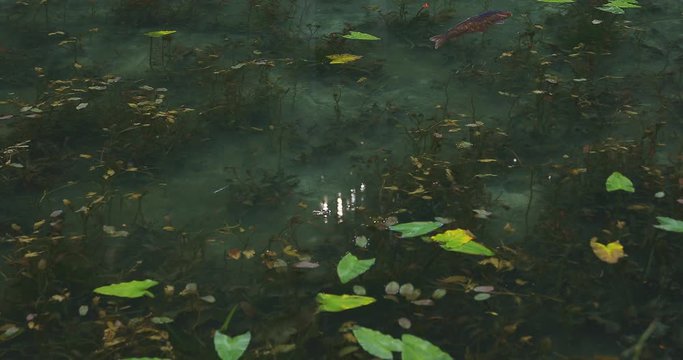 Swimming carp in the beautiful green pond in Gifu Japan