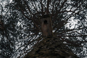 birdhouse on a tree
