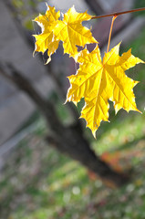 Yellow autumn leaves on a branch
