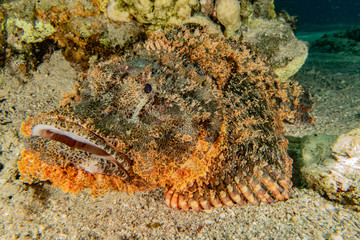 Fish swim in the Red Sea, colorful fish, Eilat Israel