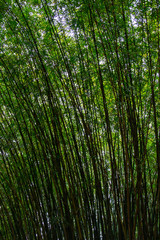 Fototapeta na wymiar Plantação de bambu, amplamente utilizada na construção e culinária, por muitos da cultura chinesa