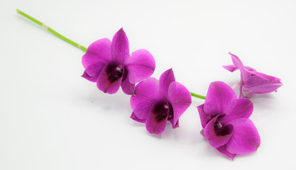 Fototapeta na wymiar pink orchid on white background