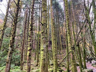 Bemooste Baumrinden im Wald