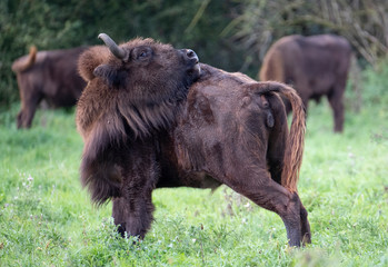 Horned full body wisent licks his back.