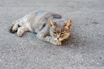 Cat relaxes on the pavement