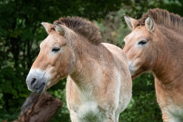 Fototapeta premium Two prewalski horses heads in side view, in a field with trees in the background