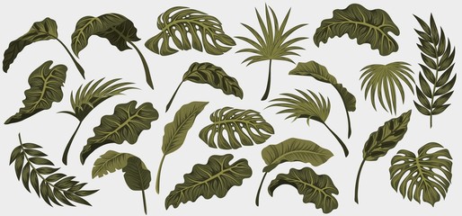 Set. Tropical palm leaves, jungle leaves vector floral pattern background.