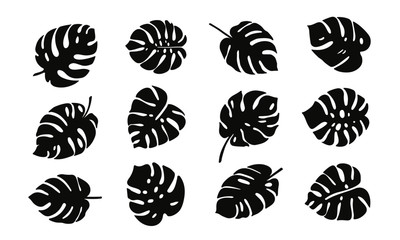 tropical leaves illustration. set of vector monstera leaves. © Ekaterina
